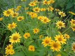 flowering bush of the yellow flowers