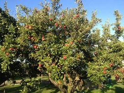 Apple tree in the garden in autumn