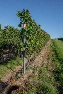 vineyard in the sun