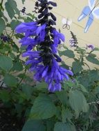 Purple flowers growing in nature