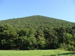palatinate forest hill