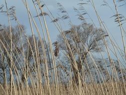 tall dry reed in front of bare trees