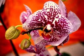 burgundy white orchid in a flower pot