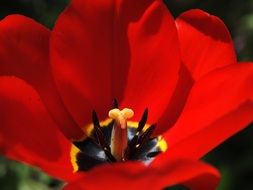 inside of a red tulip