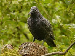 black crow statuette in the forest