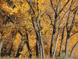 bright autumn forest with yellow and orange foliage