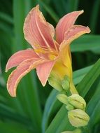 Yellow and pink lily flower on a blurred background