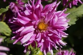 closeup photo of pink dahlia in garden