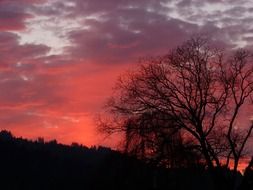 forest silhouette on colorful landscape