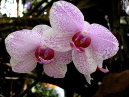 delicate pink orchid closeup