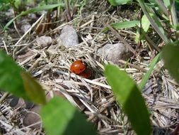 ladybugs mating on dry grass