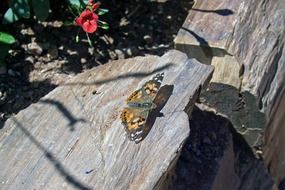 butterfly on a rock in the sun