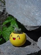 cactus in a yellow pot