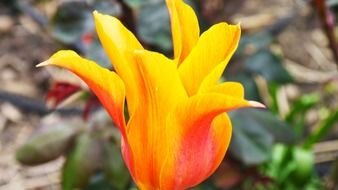 red and orange half open tulip flower