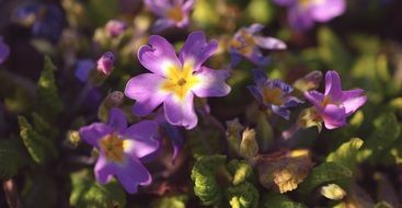flowers pansy plant summer flower