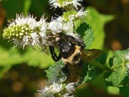 bumblebee on a white flower