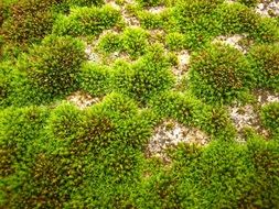 field green moss