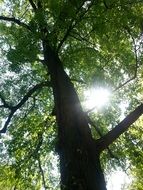 tree light shadow
