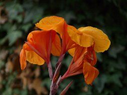 Canna flower on a blurred background