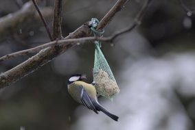 bird on a feeder on a tree branch close-up on blurred background