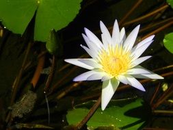 close-up photo of white water lily in pond