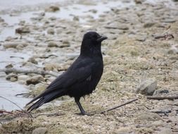 extraordinarily beautiful black raven bird on beach