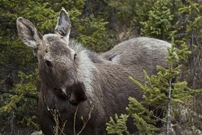 moose cow young wildlife