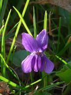 Blue wild flower among the green grass