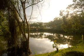 lake among forest in colombia