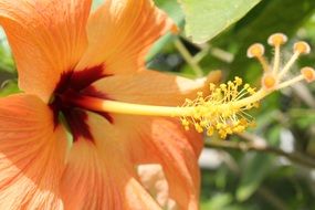 long stamen of orange hibiscus close-up on blurred background