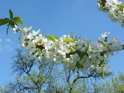 branch of the flowering cherry