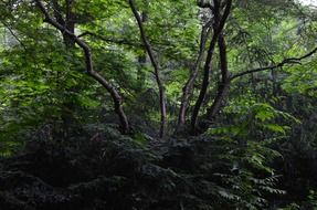 dark green thickets, forest at summer