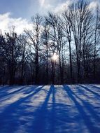tree with shadows on snow, landscape