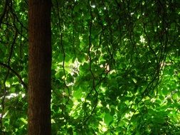 Brown tree with green leaves in the beautiful forest in light