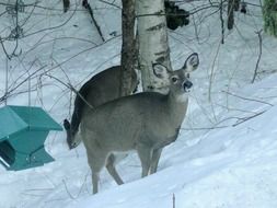 young deers in the wild nature in winter