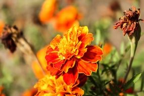 yellow flower in autumn