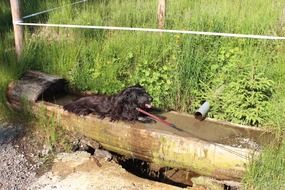 a dog bathes in a stream