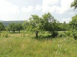 rural landscape in summer