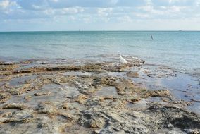 picturesque rocky ocean shore