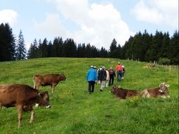 wanderers on a green pasture