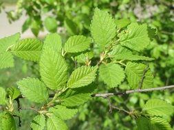 Beautiful, bright, green leaves of Ulmus Minor