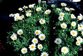 white daisies bush at garden