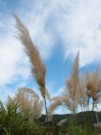 fluffy autumn plant