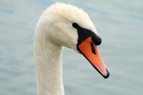 white swan head against a lake