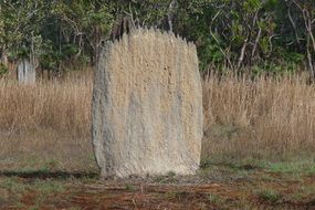 termite nest on the field