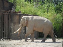 funny elephant in the zoo