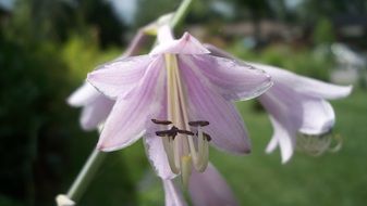 light purple lily close up