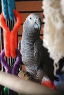 grey parrot on the perch