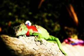 green iguana on stone sunny portrait