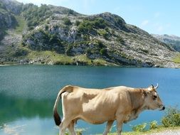 cow by lake on a sunny day